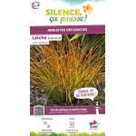 Laiche ecailleuse 65cm Silence ca pousse de Plantes Silence ça pousse dans Graminées en livraison