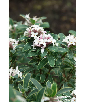 Daphne Summer Ice 80cm Silence ca pousse de Plantes Silence ça pousse dans Plantes à petits fruits (kiwi, myrtilles, groseill...
