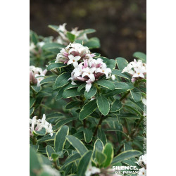 Daphne Summer Ice 80cm Silence ca pousse de Plantes Silence ça pousse dans Plantes à petits fruits (kiwi, myrtilles, groseill...
