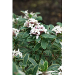 Daphne Summer Ice 80cm Silence ca pousse de Plantes Silence ça pousse dans Plantes à petits fruits (kiwi, myrtilles, groseill...