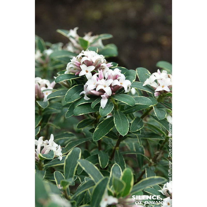 Daphne Summer Ice 80cm Silence ca pousse de Plantes Silence ça pousse dans Plantes à petits fruits (kiwi, myrtilles, groseill...