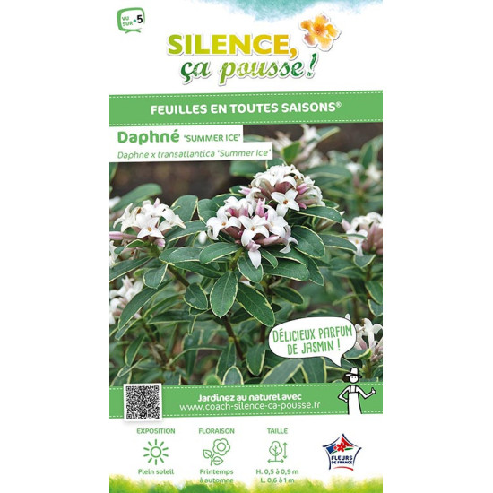 Daphne Summer Ice 80cm Silence ca pousse de Plantes Silence ça pousse dans Plantes à petits fruits (kiwi, myrtilles, groseill...
