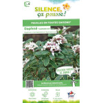 Daphne Summer Ice 80cm Silence ca pousse de Plantes Silence ça pousse dans Plantes à petits fruits (kiwi, myrtilles, groseill...