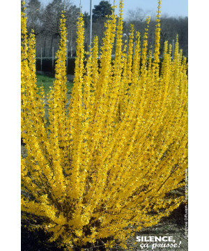 Forsythia Lynwood 50cm Silence ca pousse de Plantes Silence ça pousse dans Arbustes caducs en livraison