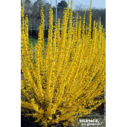 Forsythia Lynwood 50cm Silence ca pousse de Plantes Silence ça pousse dans Arbustes caducs en livraison
