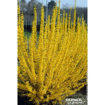 Forsythia Lynwood 50cm Silence ca pousse de Plantes Silence ça pousse dans Arbustes caducs en livraison