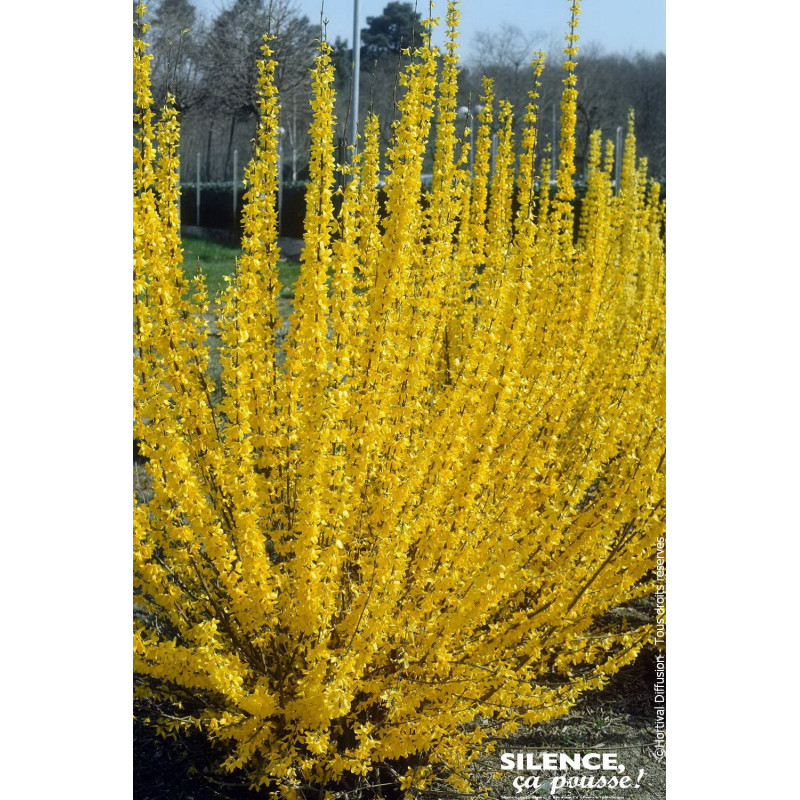 Forsythia Lynwood 50cm Silence ca pousse de Plantes Silence ça pousse dans Arbustes caducs en livraison