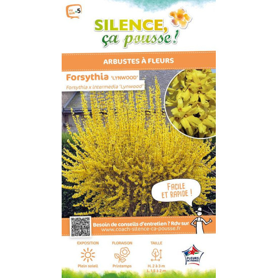 Forsythia Lynwood 50cm Silence ca pousse de Plantes Silence ça pousse dans Arbustes caducs en livraison