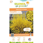 Forsythia Lynwood 50cm Silence ca pousse de Plantes Silence ça pousse dans Arbustes caducs en livraison