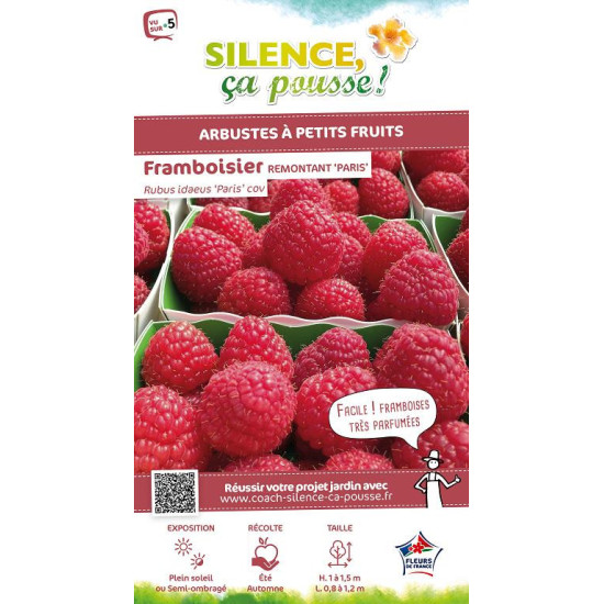 Framboisier Paris 80cm Silence ca pousse de Plantes Silence ça pousse dans Plantes à petits fruits (kiwi, myrtilles, groseill...