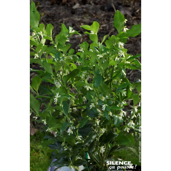 Sarcococca confus 80cm Silence ca pousse de Plantes Silence ça pousse dans Arbustes persistants en livraison