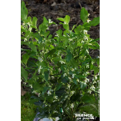 Sarcococca confus 80cm Silence ca pousse de Plantes Silence ça pousse dans Arbustes persistants en livraison