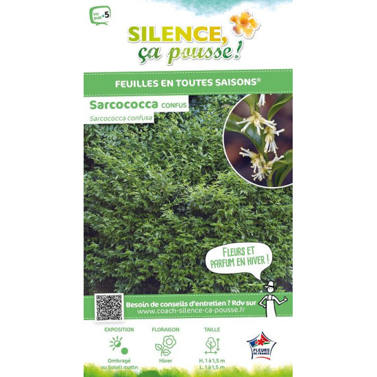 Sarcococca confus 80cm Silence ca pousse de Plantes Silence ça pousse dans Arbustes persistants en livraison