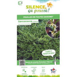 Sarcococca confus 80cm Silence ca pousse de Plantes Silence ça pousse dans Arbustes persistants en livraison