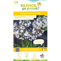 Agapanthe TWISTER 80cm Silence ca pousse de Plantes Silence ça pousse dans Plantes à petits fruits (kiwi, myrtilles, groseill...