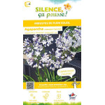 Agapanthe TWISTER 80cm Silence ca pousse de Plantes Silence ça pousse dans Plantes à petits fruits (kiwi, myrtilles, groseill...