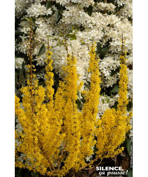Forsythia MIKADOR 80cm Silence ca pousse de Plantes Silence ça pousse dans Arbustes caducs en livraison