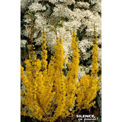 Forsythia MIKADOR 80cm Silence ca pousse de Plantes Silence ça pousse dans Arbustes caducs en livraison