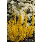 Forsythia MIKADOR 80cm Silence ca pousse de Plantes Silence ça pousse dans Arbustes caducs en livraison