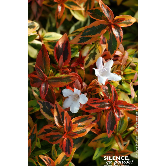 Abelia a grandes fleurs Kaleidoscope 50cm de Plantes Silence ça pousse dans Arbustes persistants en livraison