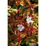 Abelia a grandes fleurs Kaleidoscope 50cm de Plantes Silence ça pousse dans Arbustes persistants en livraison