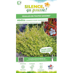 Abelia a grandes fleurs Kaleidoscope 50cm de Plantes Silence ça pousse dans Arbustes persistants en livraison
