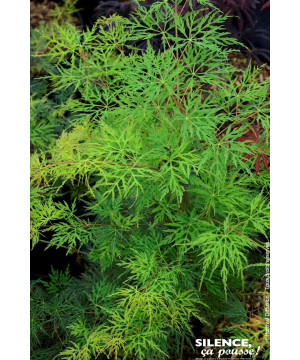 Erable du Japon lacinie Emerald Lace 80cm de Plantes Silence ça pousse dans Plantes à petits fruits (kiwi, myrtilles, groseil...
