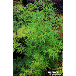 Erable du Japon lacinie Emerald Lace 80cm de Plantes Silence ça pousse dans Plantes à petits fruits (kiwi, myrtilles, groseil...