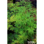 Erable du Japon lacinie Emerald Lace 80cm de Plantes Silence ça pousse dans Plantes à petits fruits (kiwi, myrtilles, groseil...