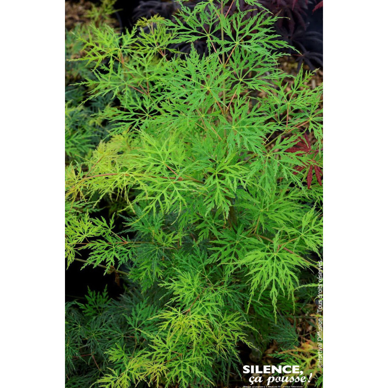 Erable du Japon lacinie Emerald Lace 80cm de Plantes Silence ça pousse dans Plantes à petits fruits (kiwi, myrtilles, groseil...
