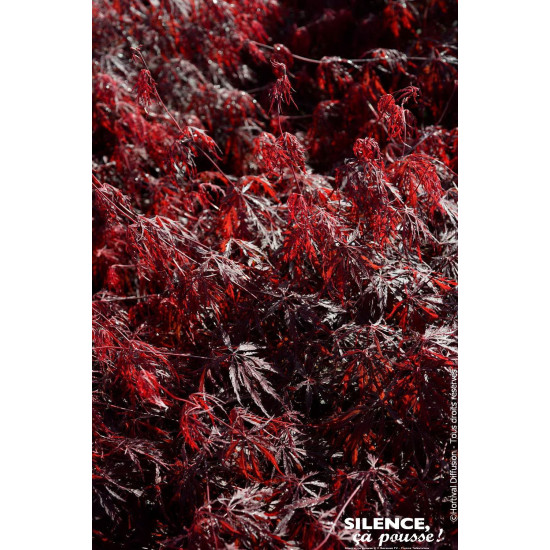 Erable du Japon lacinie Firecracker 140cm de Plantes Silence ça pousse dans Plantes à petits fruits (kiwi, myrtilles, groseil...