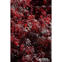 Erable du Japon lacinie Firecracker 140cm de Plantes Silence ça pousse dans Plantes à petits fruits (kiwi, myrtilles, groseil...