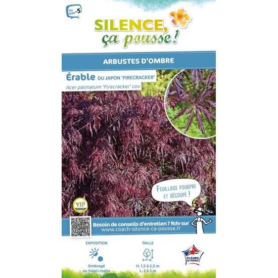 Erable du Japon lacinie Firecracker 140cm de Plantes Silence ça pousse dans Plantes à petits fruits (kiwi, myrtilles, groseil...