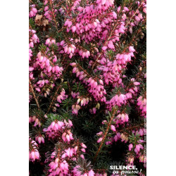 ERICA D,KRAMERS ROT C2 de Plantes Silence ça pousse dans Plantes à petits fruits (kiwi, myrtilles, groseilles, cassis, frambo...