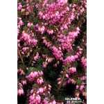 ERICA D,KRAMERS ROT C2 de Plantes Silence ça pousse dans Plantes à petits fruits (kiwi, myrtilles, groseilles, cassis, frambo...