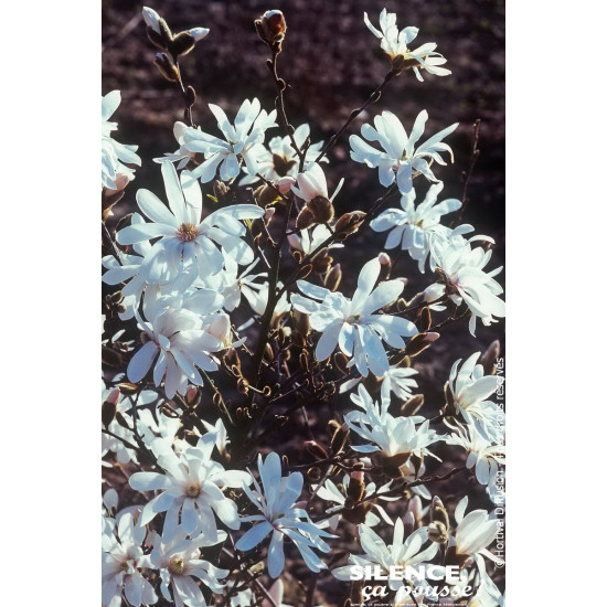 Magnolia etoile Waterlily, Magnolier 80cm de Plantes Silence ça pousse dans Arbustes caducs en livraison