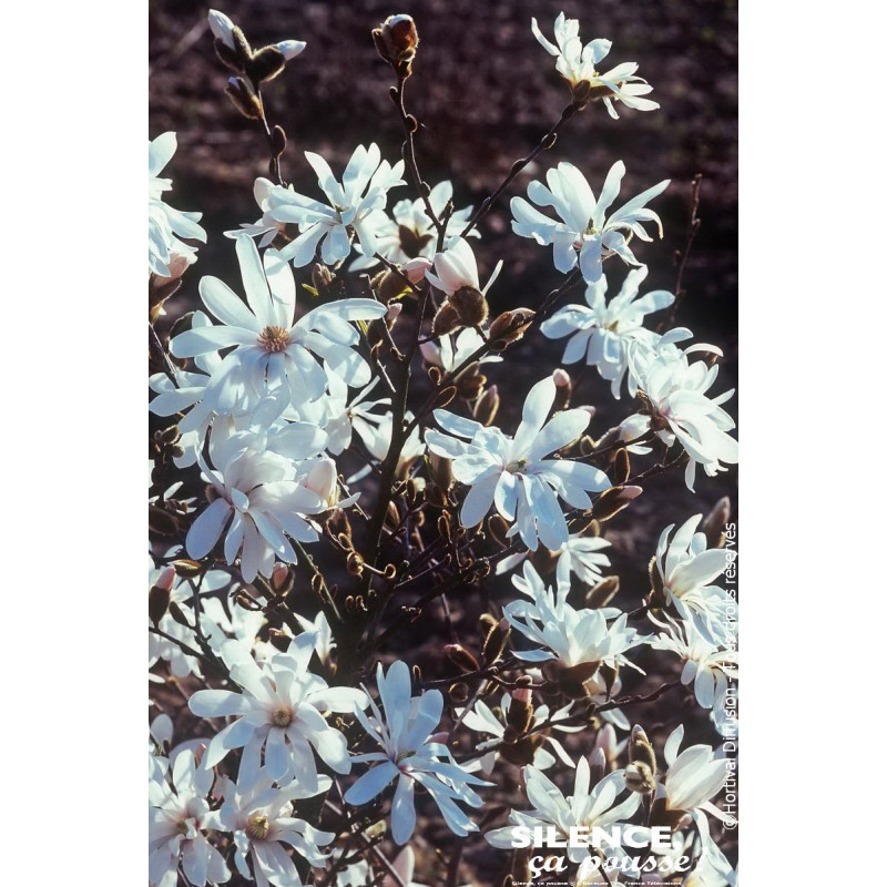 Magnolia etoile Waterlily, Magnolier 80cm de Plantes Silence ça pousse dans Arbustes caducs en livraison