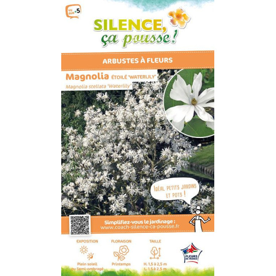 Magnolia etoile Waterlily, Magnolier 80cm de Plantes Silence ça pousse dans Arbustes caducs en livraison