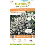 Magnolia etoile Waterlily, Magnolier 80cm de Plantes Silence ça pousse dans Arbustes caducs en livraison