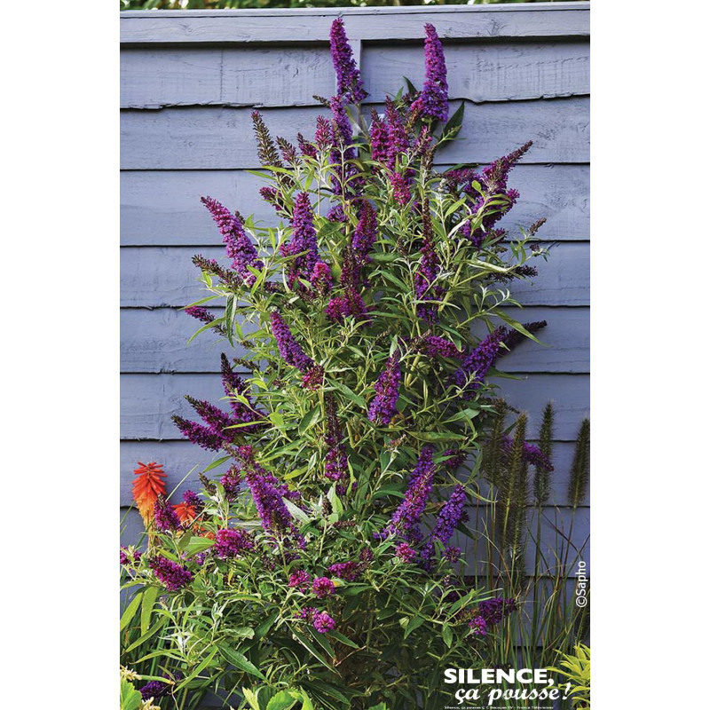 Arbre aux papillons BUTTERFLY TOWER 120cm de Plantes Silence ça pousse dans Arbustes caducs en livraison