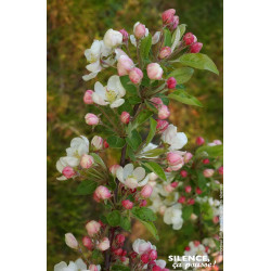 Pommier dornement Evereste PERPETU 100cm de Plantes Silence ça pousse dans Arbustes caducs en livraison