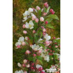 Pommier dornement Evereste PERPETU 100cm de Plantes Silence ça pousse dans Arbustes caducs en livraison