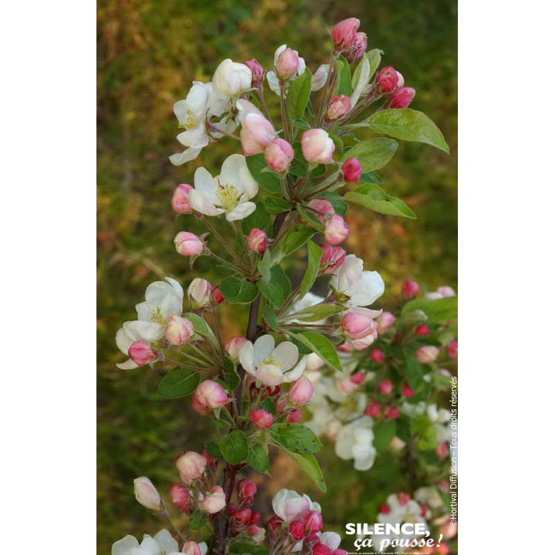 Pommier dornement Evereste PERPETU 100cm de Plantes Silence ça pousse dans Arbustes caducs en livraison