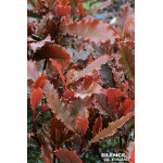 Photinia a feuilles dentees CRUNCHY 100cm de Plantes Silence ça pousse dans Arbustes persistants en livraison