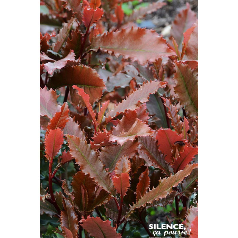Photinia a feuilles dentees CRUNCHY 100cm de Plantes Silence ça pousse dans Arbustes persistants en livraison