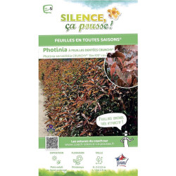 Photinia a feuilles dentees CRUNCHY 100cm de Plantes Silence ça pousse dans Arbustes persistants en livraison