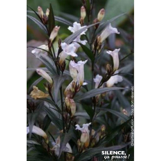Strobilanthes anispohyllus BRUNETTHY 80cm de Plantes Silence ça pousse dans Arbustes persistants en livraison