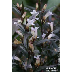 Strobilanthes anispohyllus BRUNETTHY 80cm de Plantes Silence ça pousse dans Arbustes persistants en livraison