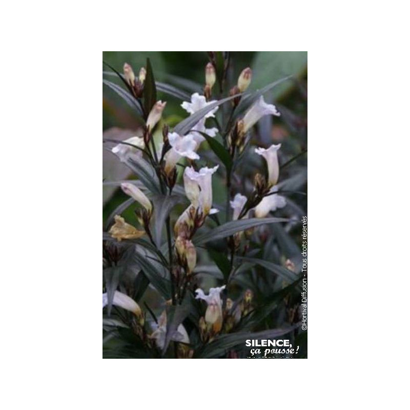 Strobilanthes anispohyllus BRUNETTHY 80cm de Plantes Silence ça pousse dans Arbustes persistants en livraison