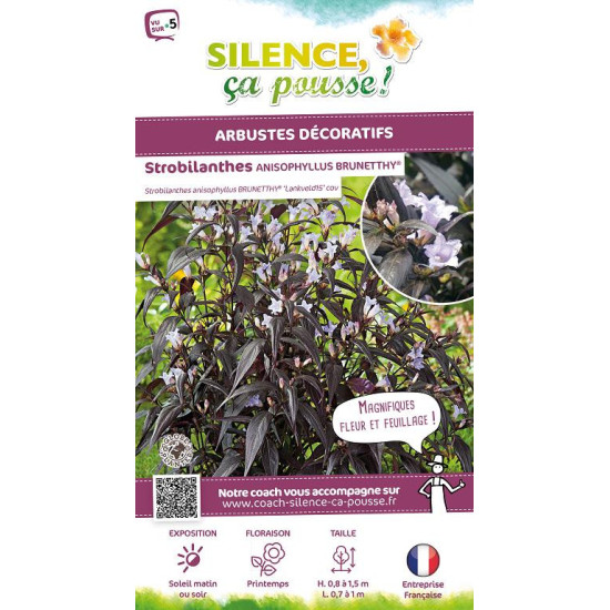 Strobilanthes anispohyllus BRUNETTHY 80cm de Plantes Silence ça pousse dans Arbustes persistants en livraison